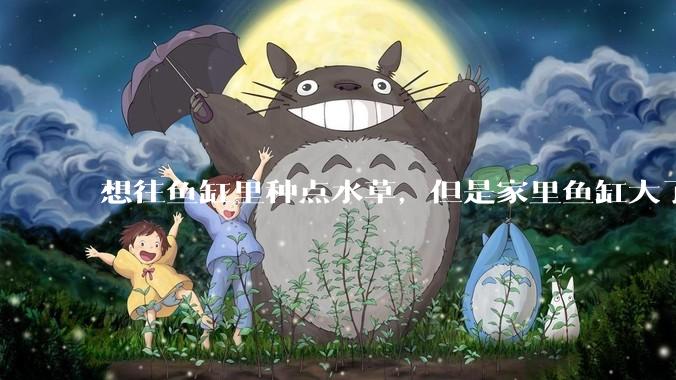 想往鱼缸里种点水草，但是家里鱼缸大了买水草泥或者底砂太贵了，有没有生活中可以替代的物品或其他建议？